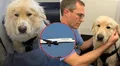Piloto de aerolínea en EE. UU. desvió su vuelo con más de 180 pasajeros para salvar a un perrito y conmueve en redes: "Toda vida importa"