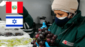 Uva peruana se abre paso al mercado de Israel: Perú se consolida como primer exportador de esta fruta en el mundo
