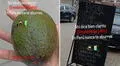 Peruano pide ensalada de palta en restaurante, pero le dan un fruto entero: “Buscó cobre y encontró oro”
