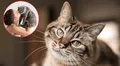 ¿Cómo elige un gato a su persona favorita? Claves para entender su comportamiento y señales de afecto