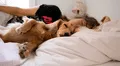 ¿Es malo dormir con tu perro en la cama? Estudios indican las ventajas y problemas de descansar con tu mascota