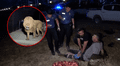 Un león escapó de un zoológico en Turquía, atacó a un granjero y este lo venció con sus propias manos: “Lo asfixié”
