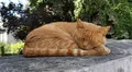 Científicos descubren que la mayoría de los gatos duermen del lado izquierdo para reaccionar ante una amenaza