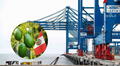 Megapuerto de Chancay: la palta se convierte en el producto de mayor exportación al mundo y China en el principal destino