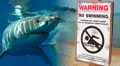 Avistamiento de tiburones obliga al cierre de playas por seguridad en Queens, Nueva York