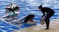 ¿Por qué las orcas ofrecen alimentos a los humanos como si fueran de su manada? Estudio científico ofrece nuevos hallazgos