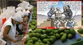 Beneficios de la Ley Chlimper 2.0: Carlincatura expone cómo las agroexportadoras celebran mientras el Estado pierde millones de soles