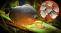 Científicos descubren un nuevo parásito que está atacando a unos peces muy consumidos en Perú
