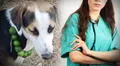 Veterinaria desmiente mito y revela el tratamiento efectivo para enfermedades de perros y gatos: "El limón no sirve"