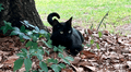El gato de un científico se fue de cacería y ayudó a descubrir un misterioso virus nunca antes visto