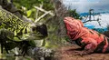 Descubren dos crías de iguana rosada de Galápagos y dan esperanza a esta especie en peligro crítico de extinción