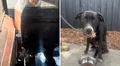 Pareja rescata a perrito de morir en compactador de basura en EEUU: "Si nadie lo encontraba, habría sido su fin"