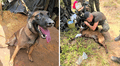 Perro salva la vida de 36 soldados y civiles de una explosión por mina en Colombia: animal militar perdió una pata