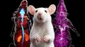 Científicos revelan un mapa 3D que muestra todos los nervios periféricos de un ratón: imágenes en alta resolución