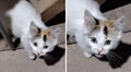 Gatito criado en granja maúlla como gallo y arrasa en TikTok: “Es bueno ser bilingüe”