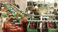 Agroexportaciones regionales rompen récord: suman US$3.248 millones y los orgánicos pisan fuerte