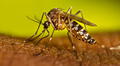 Científicos de EEUU crean una IA que identifica a los mosquitos transmisores del dengue y la malaria
