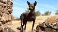 El largo viaje del perro: arqueólogos argentinos rastrean su llegada a Sudamérica con los primeros agricultores