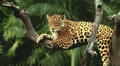 El felino con la mordida más mortal del planeta habita en Latinoamérica y ha sido venerado desde tiempos ancestrales