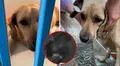 Sujeto ataca brutalmente a un perrito en Chimbote frente a vecinos: cámaras captaron el momento