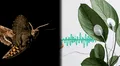 Las plantas “gritan” cuando están enfermas y los animales responden alejándose, según nueva evidencia científica
