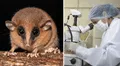 Científicos peruanos y extranjeros descubren nuevo marsupial en área protegida del departamento de San Martín