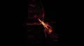 Científicos observan por primera vez cómo se forma un sistema planetario en una estrella parecida al Sol