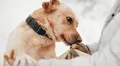 Científicos confirman que los perros pueden oler el Parkinson antes que aparezcan los síntomas y con 98% de precisión