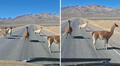 Conductor peruano se encuentra con 'piquete' de llamas en plena carretera y no puede avanzar: “Noo, la policía, nooo"