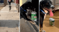 Perrito se vuelve la envidia en redes sociales por saber cómo comprar cervezas: "Me urge uno así"