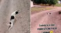 Astuto perrito finge estar lastimado, pero se aleja y camina normal: "Ni mi ex me engañó tanto"