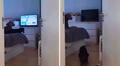 Perritos se molestan y ladran a su dueño cuando les apaga el televisor mientras veían sus dibujos favoritos