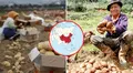 País asiático superó al Perú como el mayor consumidor de papa en el mundo: consumen más de 80 mil toneladas anuales