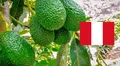 ¡Histórico! Palta peruana rompe récord en exportaciones: aumentó un 32% en comparación al 2024