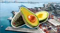 Este es el país de Sudamérica que rompe récord mundial de exportación de palta en lo que va del 2025