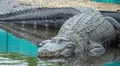 Joven es arrastrada bajo el agua por un caimán mientras nadaba, pero logró salvarse en EEUU: "Empecé a golpearlo"