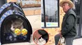 La reacción viral de dos gatos al ser llevados al veterinario de forma diferente: "Odio ser pobre", reaccionó un usuario