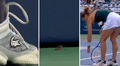 Tenista detuvo partido para salvar a insecto de los pelotazos, pero el recogebolas no tuvo piedad y lo aplastó