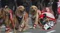 Usuarios reclaman ausencia de la policía canina en desfile de Fiestas Patrias: “Justicia para Chato"