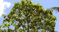 ¿Qué beneficios tiene la quina? El Minsa revela el poder medicinal de este árbol emblemático del Perú