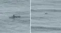 Video capta a surfista en busca de olas del tsunami en Hawái en pleno estado de emergencia en EEUU