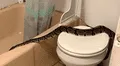 Pitón de casi 2 metros sorprende a residente en su baño en New Hampshire, EEUU, y provoca intervención de emergencia