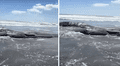Impactantes imágenes muestran ballenas varadas en Japón tras devastador terremoto de magnitud 8.8 en Rusia