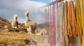 Exportaciones de fibra de alpaca crecieron 9,1% y ya suman US$88 millones: China, Italia y EE.UU. lideran demanda