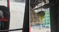 Mototaxista peruano es captado llevando a su loro de copiloto: "Mejor eso que dejarlo solo en casa"