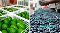 La palta y el arándano se consolidan en mercado francés: agroexportaciones peruanas crecieron en un 21%