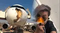 Avión aterriza de emergencia tras impactar con un ave de gran tamaño durante vuelo entre España y Francia