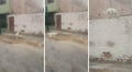 Perrito trepa pared de su casa al ver que nadie le abre la puerta: "En su vida anterior fue gato"