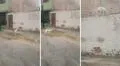 Perrito trepa pared de su casa al ver que nadie le abre la puerta: "En su vida anterior fue gato"