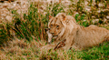 Zoológico en Dinamarca causa revuelo al pedir animales domésticos "no deseados" para alimentar a sus leones